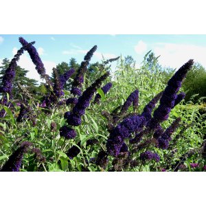 Budleja Dávidova (Buddleja Davidii) ´BLACK KNIGHT´ - výška 30-40 cm, kont. C3L